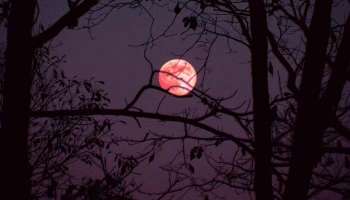 Pink Moon: ഏപ്രില്‍ മാസത്തിലെ പൂര്‍ണ്ണ ചന്ദ്രന്‍ പിങ്ക് മൂണ്‍ എന്നറിയപ്പെടുന്നത് എന്തുകൊണ്ട്? 