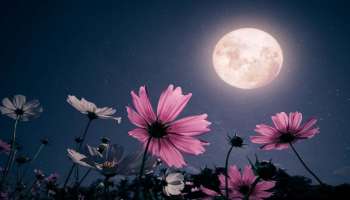 Pink Moon Effect on Zodiac Signs: പിങ്ക് മൂണ്‍ നിങ്ങളുടെ രാശിയെ എങ്ങിനെ ബാധിക്കും?  