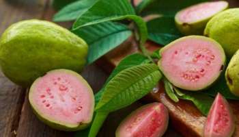 Guava Benefits: പേരക്കയുടെ ​ഗുണങ്ങളും അധികമാർക്കും അറിയാത്ത ചില കാര്യങ്ങളും അറിയാം