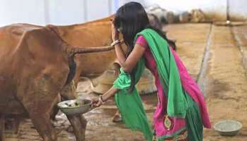 Cow Urine Shocking Update: ഗോമൂത്രം കുടിയ്ക്കാന്‍ യോഗ്യമല്ല, ഞെട്ടിക്കുന്ന പഠന റിപ്പോര്‍ട്ട് 