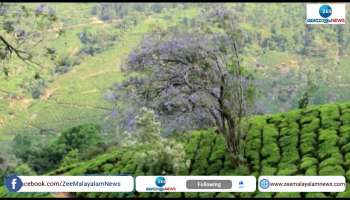 Neela vaka trees in Munnar 