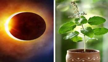 Solar Eclipse 2023: സൂര്യഗ്രഹണത്തിന് മുമ്പ് തുളസിയുമായി ബന്ധപ്പെട്ട ഈ തെറ്റ് ചെയ്യരുത്, ദൗര്‍ഭാഗ്യം കടന്നെതും 