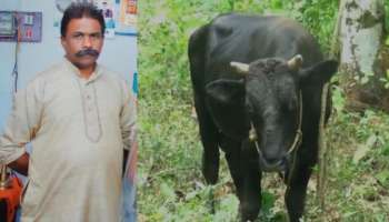 Bull attack: കാളയുടെ കുത്തേറ്റ് ​ഗൃ​ഹനാഥൻ മരിച്ചു; കാളയ്ക്ക് പേവിഷബാധയേറ്റ ലക്ഷണങ്ങൾ കാണിക്കുന്നുണ്ടെന്ന് പ്രദേശവാസികൾ