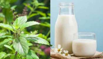 Tulsi Milk Benefits: പാലില്‍ അല്പം തുളസിയിട്ടാലോ? അറിയാം തുളസിപ്പാലിന്‍റെ ഗുണങ്ങള്‍