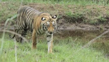 Ranthambore tiger enters Kuno national park: ചീറ്റകളുടെ സംരക്ഷിത മേഖലയിലേക്ക് കയറിക്കൂടി കടുവ; ആശങ്കയില്‍ വനംവകുപ്പ് 