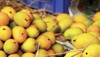 Tips to Identify Good Mangoes: നിറം കണ്ടു വീഴല്ലേ...പണി കിട്ടും! മാങ്ങ വാങ്ങിക്കുമ്പോള്‍ ഇവ ശ്രദ്ധിക്കുക