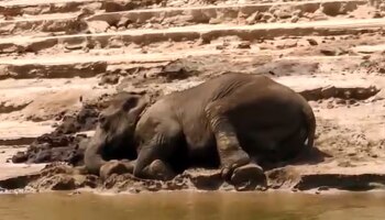 Baby Elephant found Sick at Mattuppetty : മാട്ടുപ്പെട്ടിയിൽ  അവശനിലയിൽ കുട്ടിയാനയെ കണ്ടെത്തി