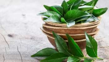 Curry Leaves Benefits: കളയല്ലേ കറിവേപ്പില, നിരവധിയാണ് ​ഗുണങ്ങൾ