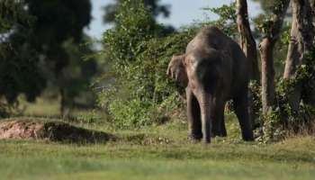 Wild elephant attack: പാലക്കാട് കാട്ടാനയുടെ ആക്രമണത്തിൽ പരിക്കേറ്റ് ചികിത്സയിലായിരുന്ന വിദ്യാർഥി മരിച്ചു