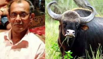 Bison Attack In Kollam: കൊല്ലത്തും കാട്ടുപോത്ത്‌ ആക്രമണം; മരിച്ചത് കഴിഞ്ഞ ദിവസം നാട്ടിലെത്തിയ പ്രവാസി