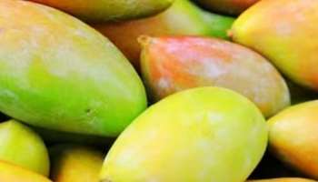 Mango: മാമ്പഴം ആരോ​ഗ്യത്തിന് മികച്ചത്; ഇന്ത്യയിലെ ജനപ്രിയമായ വിവിധയിനം മാമ്പഴങ്ങൾ ഇവയാണ്