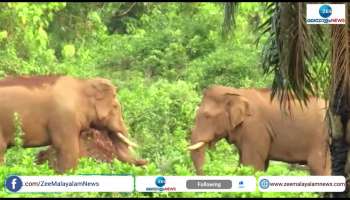 Elephants Video