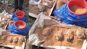 Bomb Found: കണ്ണൂരിൽ ഉഗ്രശേഷിയുള്ള 8 നാടൻബോംബുകൾ ചാക്കിൽ കെട്ടിയ നിലയിൽ കണ്ടെത്തി