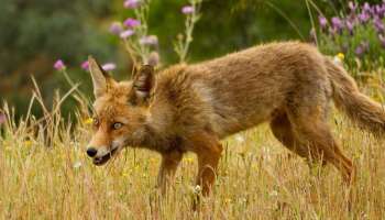 Fox Attack: വിരൽ കടിച്ചെടുത്തു, കുറുക്കൻറെ ആക്രമണത്തിൽ നടുങ്ങി ചക്കാമ്പുഴ