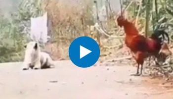 Viral Video: കൊക്കരക്കോ കൂവി നായ്ക്കുട്ടി; അമ്പരന്ന് സോഷ്യൽ മീഡിയ - വീഡിയോ വൈറൽ