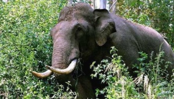 Wild Elephant Attack: കാട്ടാന ആക്രമണത്തിൽ വനം വകുപ്പ് ജീവനക്കാരന് പരിക്ക്; തേക്കടിയിൽ പ്രഭാതസവാരിക്ക് നിരോധനം