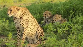 Project Cheetah: ചീറ്റകളുടെ കൂട്ടമരണം; പഠനയാത്രക്കൊരുങ്ങി &#039;പ്രൊജക്ട് ചീറ്റ&#039; അം​ഗങ്ങൾ