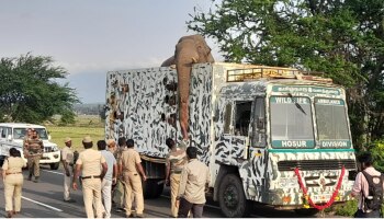 Arikkomban: ഉത്തരവൊന്നും ലഭിച്ചില്ല; അരിക്കൊമ്പനെ കളക്കാട് കടുവാസങ്കേതത്തിൽ തുറന്നുവിട്ടു