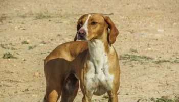 Stray dog attack: പിഞ്ചുകുഞ്ഞിനെ തെരുവുനായ കടിച്ചു കീറി; കുഞ്ഞ് തീവ്രപരിചരണ വിഭാ​ഗത്തിൽ ചികിത്സയിൽ