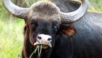 Bison Attack: കണ്ണൂരിൽ പരിഭ്രാന്തി പരത്തി കാട്ടുപോത്ത്; ഓട്ടോറിക്ഷക്ക് നേരേ ആക്രമണം