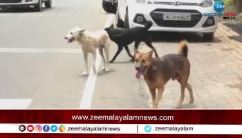 Stray Dog Attack Inquest Report update