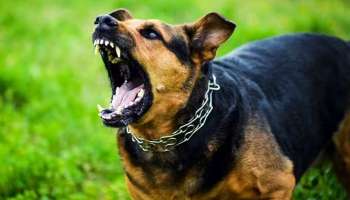 Stray Dog Attacks Kerala: തെരുവ് നായ നിർമാർജ്ജനത്തിന് വ്യക്തമായ പദ്ധതി വേണം