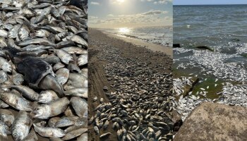 America Fish Wash Up Dead: കടലിൽ മീനുകൾ കൂട്ടത്തോടെ ചത്തു പൊങ്ങുന്നു, വീ‍ഡിയോ