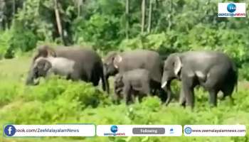 Elephant Andhra Pradesh