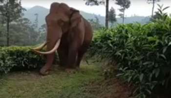 Wild elephant: തേയില കൊളുന്ത് കയറ്റി വന്ന ട്രാക്ടർ തടഞ്ഞ് പടയപ്പ; ഡ്രൈവർ വാഹനം നിർത്തി ഇറങ്ങിയോടി