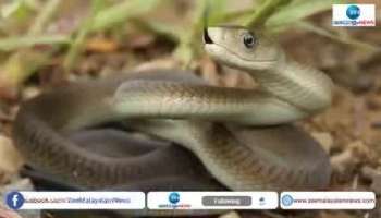 Inland Taipen Snake 