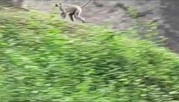 Hanuman Monkey at Trivandrum Zoo