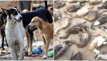 Stray dog attack: സംസ്ഥാനത്ത് തെരുവ് നായ ശല്യം രൂക്ഷം; കൊച്ചിയിൽ 65 താറാവുകളെ കടിച്ചു കൊന്നു