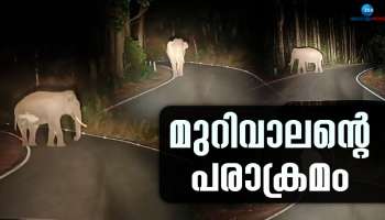 Wild elephant Murivalan: മാട്ടുപ്പെട്ടി റോഡിൽ മുറിവാലൻ ഇറങ്ങി; വാഹനങ്ങളെ ആക്രമിക്കാൻ ശ്രമം