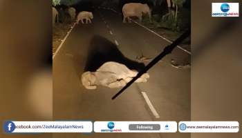 Watch Wild Elephant Sleeps on National Highway And Says Dont Disturb