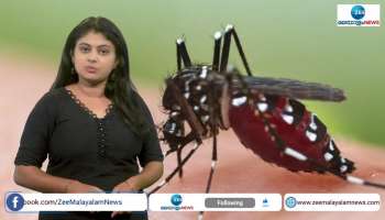 Dengue Fever causes and symptoms