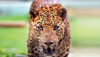 Leopard Attack: വയനാട് പൊഴുതനയിൽ വീണ്ടും പുലിയുടെ ആക്രമണം