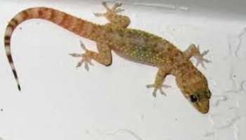 Lizard Auspicious Sign: പല്ലിയെ കണ്ടാല്‍ പേടിച്ച് ഓടണ്ട... വീട്ടിൽ പല്ലിയെ കാണുന്നത് ശുഭം 