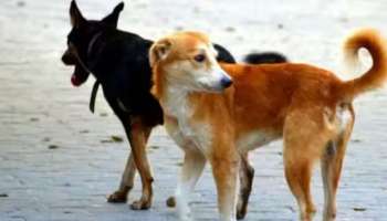 Stray Dogs: വൈക്കത്ത് 14 പേരെ കടിച്ച തെരുവ് നായ നിരീക്ഷണത്തിൽ തുടരുന്നതിനിടെ ചത്തു; നായക്ക് പേവിഷബാധ സ്ഥിരീകരിച്ചു