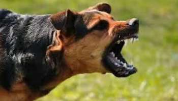 Stray dog attack: കോഴിക്കോട് പേവിഷബാധയേറ്റ് മരിച്ച യുവതിയുടെ കുടുംബത്തിന് സഹായധനം പ്രഖ്യാപിച്ച് സർക്കാർ