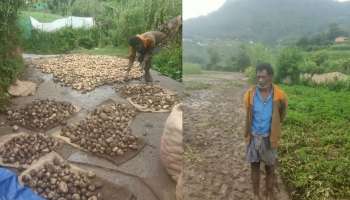 ഉരുളക്കിഴങ്ങ് കൃഷിയും ക്യാബേജ് കൃഷിയും നശിച്ചു; മഴയിൽ വട്ടവടയിൽ വ്യാപക കൃഷി നാശം