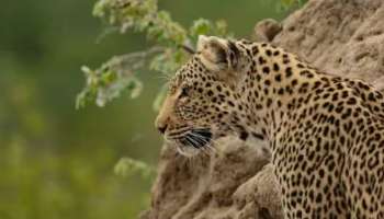 Leopard Attack: തിരുപ്പതി ക്ഷേത്ര ദര്‍ശനത്തിനെത്തിയ മൂന്നുവയസുകാരനെ പുലി പിടിച്ചു; ​ഗുരുതര പരിക്ക്