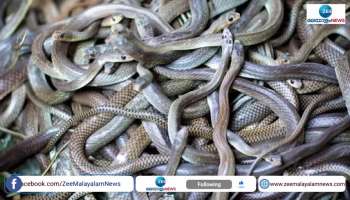 Brazil Snake Island