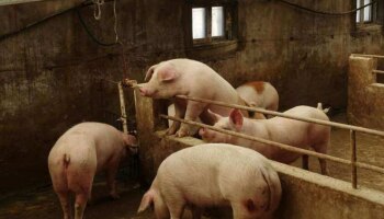 Swine Flu: ഇടുക്കിയിൽ വീണ്ടും പന്നിപ്പനി സ്ഥിരീകരിച്ചു