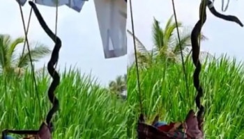 Viral Video: കീരിയിൽ നിന്നും രക്ഷപ്പെടാൻ രാജവെമ്പാല കയറിയത് തൊട്ടിലിൽ, പിന്നെ സംഭവിച്ചത് - വീഡിയോ