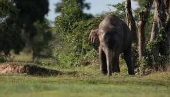 Wild elephant: മാങ്ങാക്കൊമ്പൻ വീണ്ടും അട്ടപ്പാടിയിലെ ജനവാസ മേഖലയിൽ; ആർആർടി സംഘത്തിന് നേരെ പാഞ്ഞടുത്തു