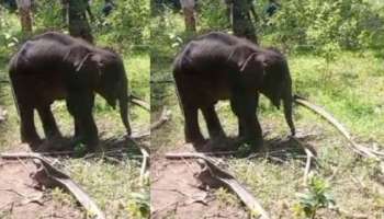 Baby Elephant: അമ്മയെ കാത്തിരുന്നു, 13 ദിവസം കഴിഞ്ഞും അമ്മ വന്നില്ല; കുട്ടിക്കൊമ്പൻ ചരിഞ്ഞു