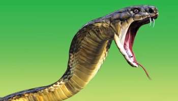 Snake Venom: പാമ്പിൻ വിഷം വില രണ്ടുകോടി; കൊണ്ടോട്ടിയിലെത്തിയ മുന്‍ പഞ്ചായത്ത് പ്രസിഡന്റ്  അടക്കം മൂന്ന് പേർ പിടിയിൽ