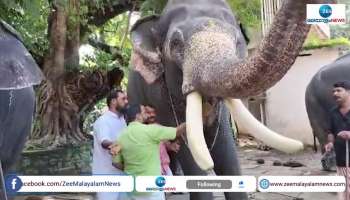 Guruvayur Elephants  Treatment