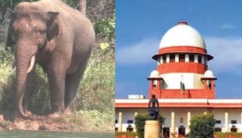 Supreme Court: &#039;എല്ലാ ആഴ്ച്ചയിലും ഉണ്ട്&#039;; അരികൊമ്പൻ ഹർജികൾ കൊണ്ട് പൊറുതിമുട്ടിയെന്ന് ചീഫ് ജസ്റ്റിസ് ചന്ദ്രചൂഡ്