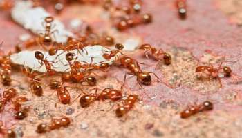Ants and Auspicious Sign: ഉറുമ്പുകള്‍ ഐശ്വര്യത്തിന്‍റെ പ്രതീകം, ചുവന്ന ഉറുമ്പ് വില്ലന്‍